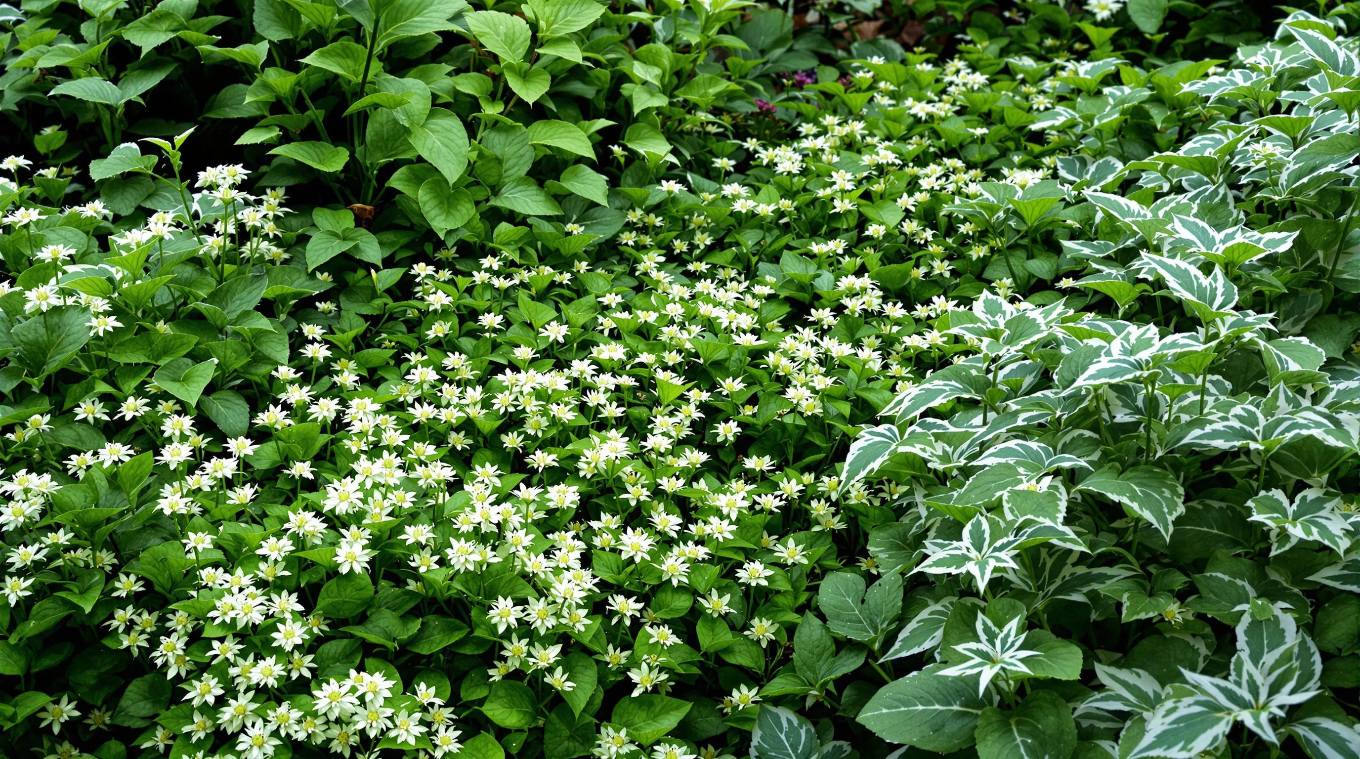 10 Gorgeous Low Light Garden Ideas to Transform Your Shady Yard Today 6 5 low light garden ideas