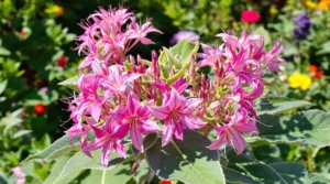 3 milkweed to grow for monarch butterflies